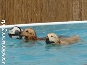 Queen e Dolly nuotano in piscina